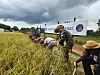 Service members of the Korean military's Hanbit unit take part in harvesting rice at an unspecified location in South Sudan, in this undated photo provided by the Joint Chiefs of Staff. [YONHAP]