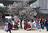Tourists take pictures inside Gyeongbok Palace in Jongno District, central Seoul, on March 30. [YONHAP]
