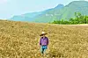 Menge Village's operator Park Sung-ho in his wheat field [JOONGANG ILBO]