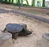 Operation launched to capture invasive snapping turtle spotted at ...