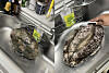 An abalone-shaped cushion offered by Wando County, South Jeolla, as a thank-you gift through a local donation program has gone viral on social media for its uncanny resemblance to the real thing. [SCREEN CAPTURE]