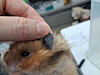 The hamster that was abused by its owner [KOREAN ANIMAL WELFARE ASSOCIATION]