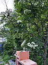 A Garden in May. [OH KYUNG-AH]