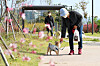 A dog owner walks her pet around a park in Seoul. [NEWS1]