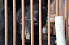 One of 12 farmed bears purchased from a private farm in Yeoncheon County, Gyeonggi, by four civic groups, including the Korean Animal Welfare Association, in August [KOREAN ANIMAL WELFARE ASSOCIATION]
