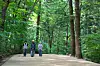 Visitors to Woljeongsa in Pyeongchang, Gangwon, meditate while walking in the woods. [CULTURAL CORPS OF KOREAN BUDDHISM]