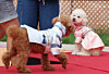 hanbokDogs strut down the runway wearing hanbok, or Korean traditional attire, at the puppy hanbok fashion show held in Seoul on Sept. 28, 2025.  [YONHAP]