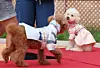 hanbokDogs strut down the runway wearing hanbok, or Korean traditional attire, at the puppy hanbok fashion show held in Seoul on Sept. 28, 2025. [YONHAP]