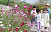 Children stroll along blooming cosmos flowers in Hayang-eup, Gyeongsan, North Gyeongsang, on the afternoon of Oct. 10. [NEWS1]