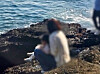 A Chinese tourist allows her young child to relieve themselves at Jeju’s Yongmeorihaean, a coast that’s been designated as a natural monument. [SCREEN CAPTURE]