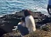 A Chinese tourist allows her young child to relieve themselves at Jeju’s Yongmeorihaean, a coast that’s been designated as a natural monument. [SCREEN CAPTURE]