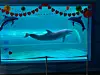 Dolphin Go Jang-su [JANGSAENGPO WHALE CULTURE ZONE]