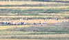 North Korean farmers engage in harvesting in North Korea's Kaepung County, North Hwanghae. [YONHAP]
