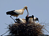 A flock of endangered Oriental storks, a natural monument in Korea, has been spotted nesting atop a high-voltage transmission tower in Naju, South Jeolla. [GWANGJU FEDERATION FOR ENVIRONMENT MOVEMENT]