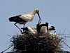 A flock of endangered Oriental storks, a natural monument in Korea, has been spotted nesting atop a high-voltage transmission tower in Naju, South Jeolla. [GWANGJU FEDERATION FOR ENVIRONMENT MOVEMENT]