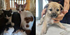 A dog and cats rescued from the home of a man indicted for violating the Animal Protection Act are pictured in this photo. [NATIONAL UNION FOR THE PROTECTION OF CATS]