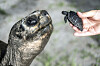In this image provided by Zoo Miami, Goliath, a 517-pound Galapagos tortoise at the zoo in Miami, meets his first offspring on June 12. [AP/YONHAP]