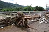 A tree uprooted due to the rain is seen at a road in Gapyeong, Gyeonggi, on July 20. [YONHAP]
