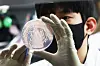 A researcher at the Gyeonggi Province Institute of Health and Environment demonstrates the process of culturing and isolating food poisoning bacteria in Suwon, Gyeonggi, on May 19. [YONHAP]