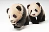 Everland's twin pandas to start meeting fans on Thursday for first time