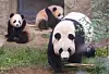 Everland's twin pandas to start meeting fans on Thursday for first time