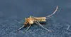 Culex tritaeniorhynchus, a small, dark brown mosquito that is active at night, a primary vector for Japanese encephalitis [KOREA DISEASE CONTROL AND PREVENTION AGENCY]