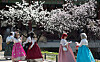 Tourists in hanbok, or Korean traditional dress, spend time near flowering trees in Gyeongbok Palace in Jongno District, central Seoul, on Monday. The Korea Meteorological Administration (KMA) announced the official bloom of cherry blossoms in Seoul the same day. [NEWS1]