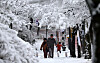 Pedestrians walk underneath trees blanketed by snow in Gangneung, Gangwon on March 3. [YONHAP]