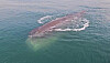 A sperm whale floats below the surface of the water in Gwangyang, South Jeolla, on Friday. [KOREA COAST GUARD]