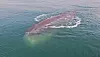 A sperm whale floats below the surface of the water in Gwangyang, South Jeolla, on Friday. [KOREA COAST GUARD]