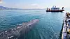 A sperm whale floats below the surface of the water in Gwangyang, South Jeolla, on Friday. [KOREA COAST GUARD]