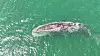 A sperm whale with an injured back floats below the surface of the water in Gwangyang, South Jeolla, on Friday. [KOREA COAST GUARD]