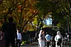 Foreign tourists take a stroll at Mount Namsan in central Seoul on Oct. 28. [YONHAP]