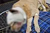 A dog with a severe head injury was rescued from a street in Naju, South Jeolla, on July 31. [SCREEN CAPTURE]