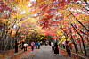 Visitors walk under autumn foliage in Inje, Gangwon, in Nov. 2, 2024. [YONHAP]