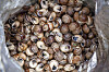 Snails are collected in a bag to be sold to customers, in a mountainous area near Sousse, Tunisia on March 27. [AP/YONHAP]