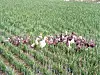 Ducks at organic rice fields at Mundang Eco-Friendly Farm Village in Hongseong County, South Chungcheong[MINISTRY OF CULTURE, SPORTS AND TOURISM]
