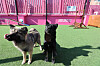 Dogs at a pet care shelter in western Seoul on Feb. 24 [YONHAP]