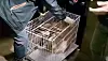 A dog is seen encased in a metal cage ready to be transported during a rescue operation on April 18 in Gwangmyeong, Gyeonggi, broadcast live by Team Cat’ch Dog. [JOONGANG ILBO]