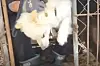 A rescue scene on April 18 at a dog farm in Gwangmyeong, Gyeonggi, broadcasted live by the Team Cat’ch Dog. [JOONGANG ILBO]