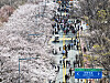 Citizens visiting a cherry blossom festival in Yeouido, western Seoul, walk across an avenue with blossoms in full bloom on April 8. [NEWS1]