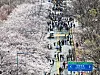 Citizens visiting a cherry blossom festival in Yeouido, western Seoul, walk across an avenue with blossoms in full bloom on April 8. [NEWS1]