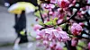 Citizens walk past a flower bush in full bloom on a street in Jongno District, central Seoul, on April 5. [YONHAP]