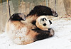 Fu Bao plays in the outdoor yard at Everland's Panda World in Yongin, Gyeonggi, on Dec. 20 last year. [YONHAP]