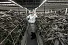 A worker tends to cannabis plants at a farm in Kanchanaburi Province, west of Bangkok, Thailand, on July 16, 2024. [AP/YONHAP]
