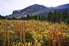 Wildflowers near Hidden Lake are seen in Banff National Park on Sept. 1, 2022. [AP/YONHAP]