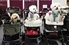 Dogs ride in strollers at a pet expo held at Coex in Gangnam District, southern Seoul, on Aug. 25. [YONHAP]