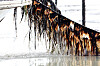 Seaweed, feedstock for processed gim (dried seaweed) products, is harvested from an aquaculture farm in Sinan County, South Jeolla, on Jan. 26. [NEWS1]