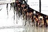 Seaweed, feedstock for processed gim (dried seaweed) products, is harvested from an aquaculture farm in Sinan County, South Jeolla, on Jan. 26. [NEWS1]