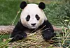 A farewell event for Fu Bao will be held on her departure on April 3. [SAMSUNG C&T]